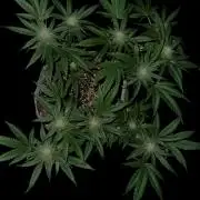 Gelato