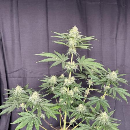 Zkittlez