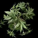 Purple Punch auto