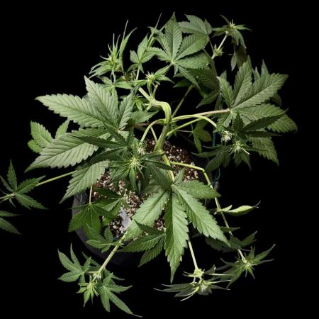 Purple Punch auto