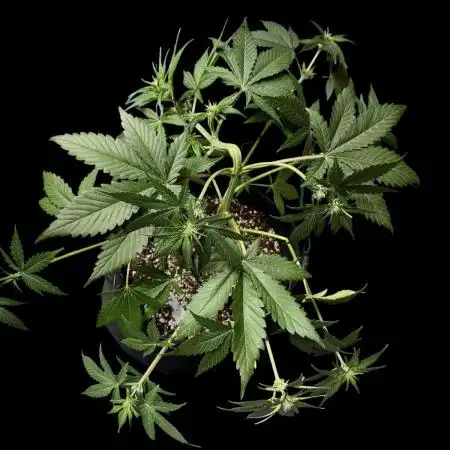 Purple Punch auto