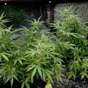 Black Orchid auto
