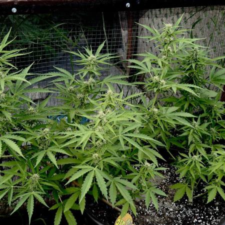 Black Orchid auto