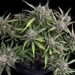 Auto Moon Rock