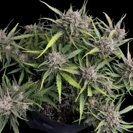 Auto Moon Rock