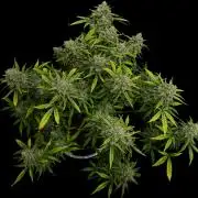 Cookies Apple Og F1 auto