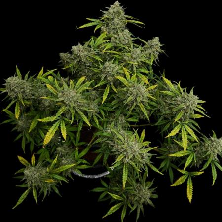 Cookies Apple Og F1 auto