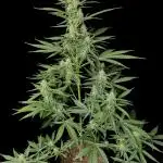 Ak-47 auto