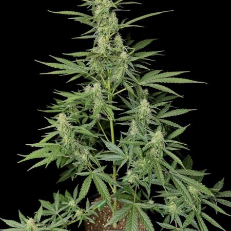 Ak-47 auto