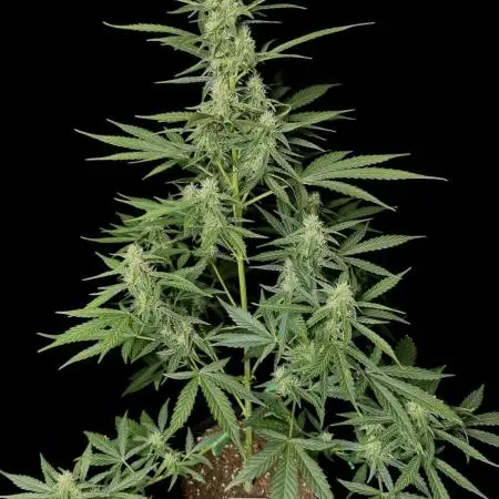 Ak-47 auto