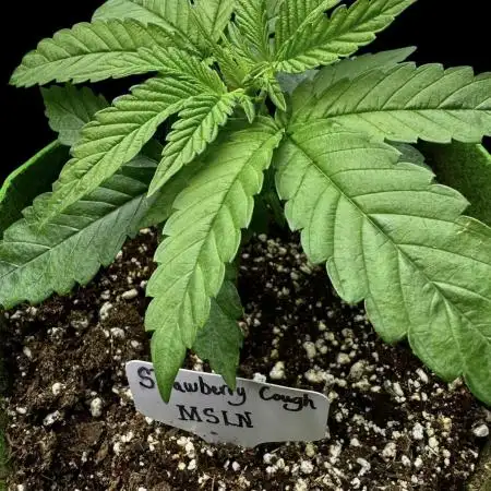 Strawberry Cough
