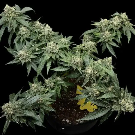 SuperBoof/clone/LSO