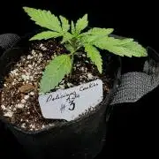 ?Delicious Cookies Auto #3?