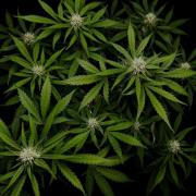 ?Delicious Cookies Auto #3?