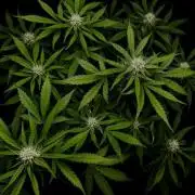 ?Delicious Cookies Auto #3?