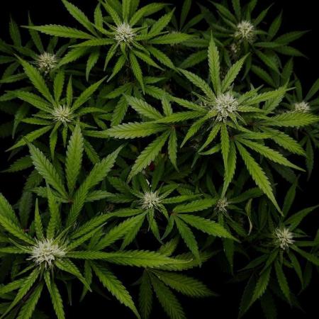 ?Delicious Cookies Auto #3?
