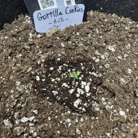 Gorilla Cookies auto