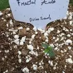 Fractal/1gall/coco/bio
