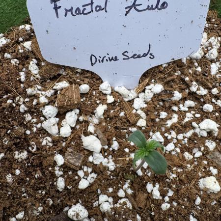 Fractal/1gall/coco/bio