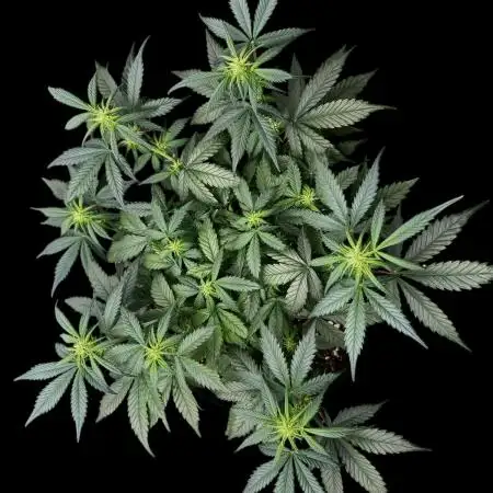 Auto Opiom #2