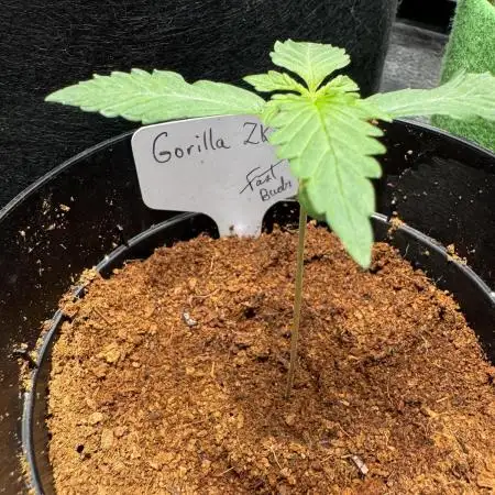 Gorilla Zkittlez Auto