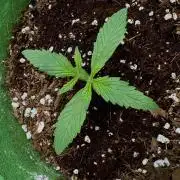 Izi Diesel Génétics Auto