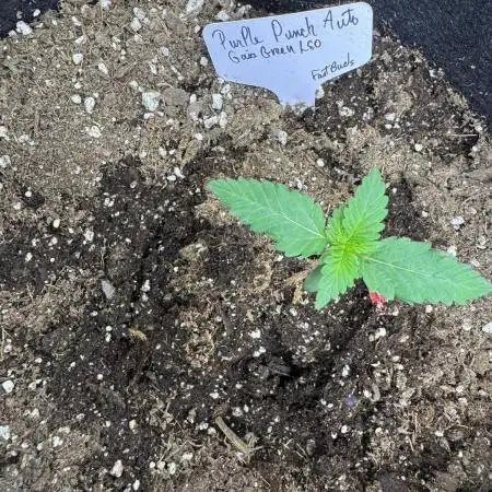 LSO:Purple punch Auto
