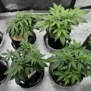 Sunset Sherbet Go Fast