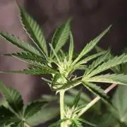 ?Delicious Cookies Auto #3?