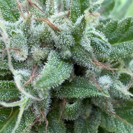 Lemon haze Auto