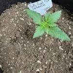 LSO:Purple punch Auto
