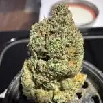 LSO:Purple punch Auto