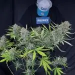FrostBanger Auto