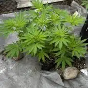 Golosa