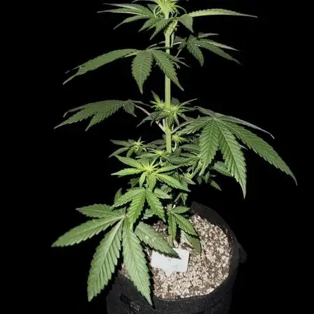 Tropicana cookies FF