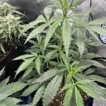 Moon Rock auto #2