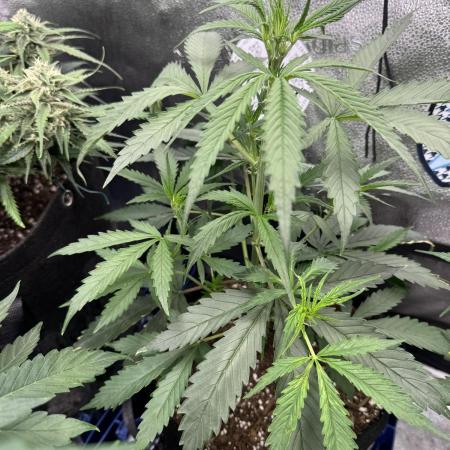 Moon Rock auto #2