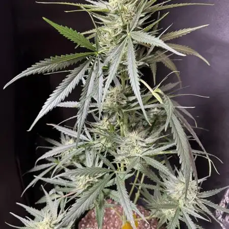 Moon Rock auto #2