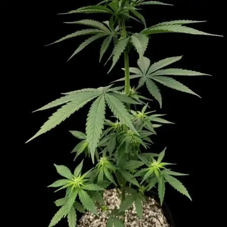 Tropicana cookies FF