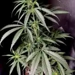 Moon Rock auto #2