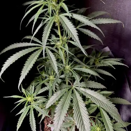 Moon Rock auto #2