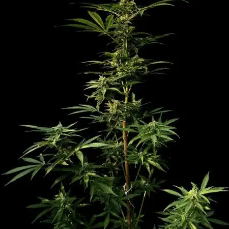 Auto Ak-47 XL