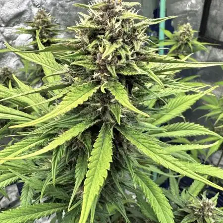 FrostBanger Auto