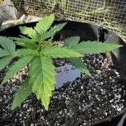 Black Dog Auto