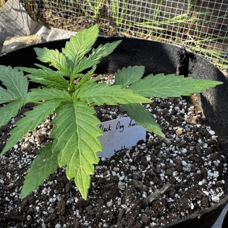 Black Dog Auto