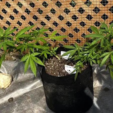 Lemon haze Auto
