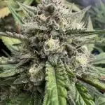 LSO:Purple punch Auto