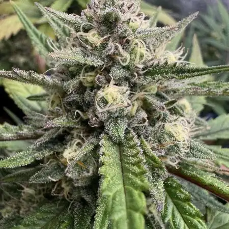 LSO:Purple punch Auto