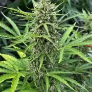 Black Orchid auto