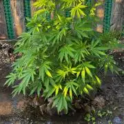 Amnesia Haze GoFast